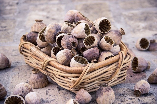 semillas de amapola cabezas de cascara secas