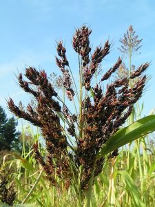 planta del sorgo