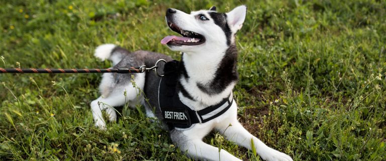 Los mejores arneses ergonómicos para perro