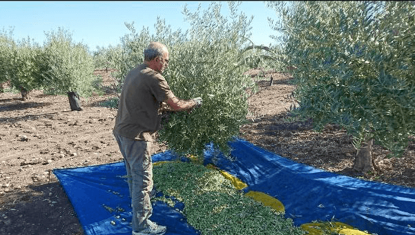 Aceites de oliva ecologicos Cortijo Piqueras