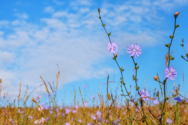 Flor de achicoria